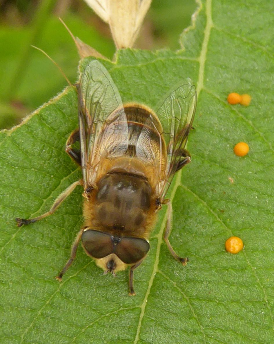 Een andere hommelige zweefvlieg ?
