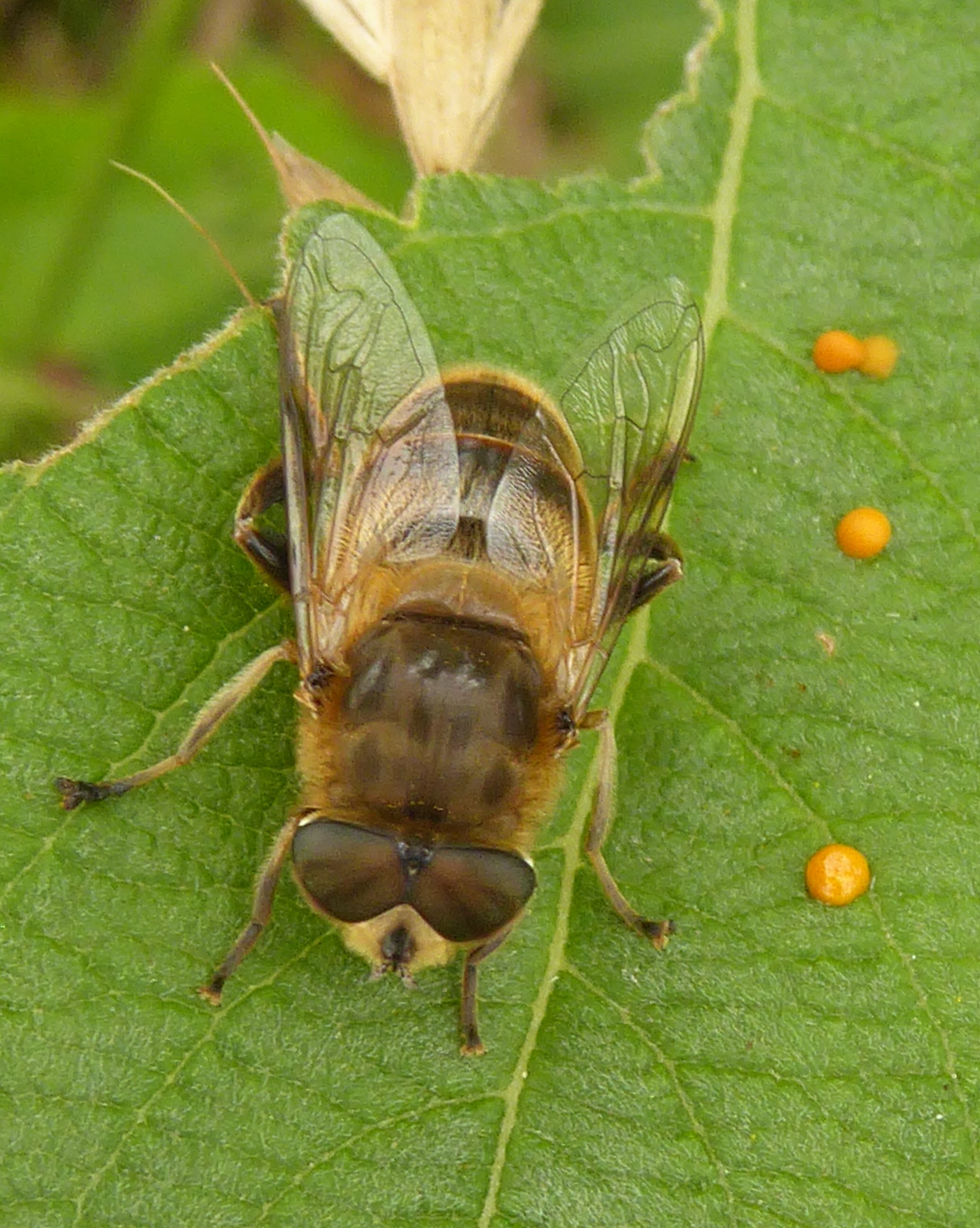 Een andere hommelige zweefvlieg ?