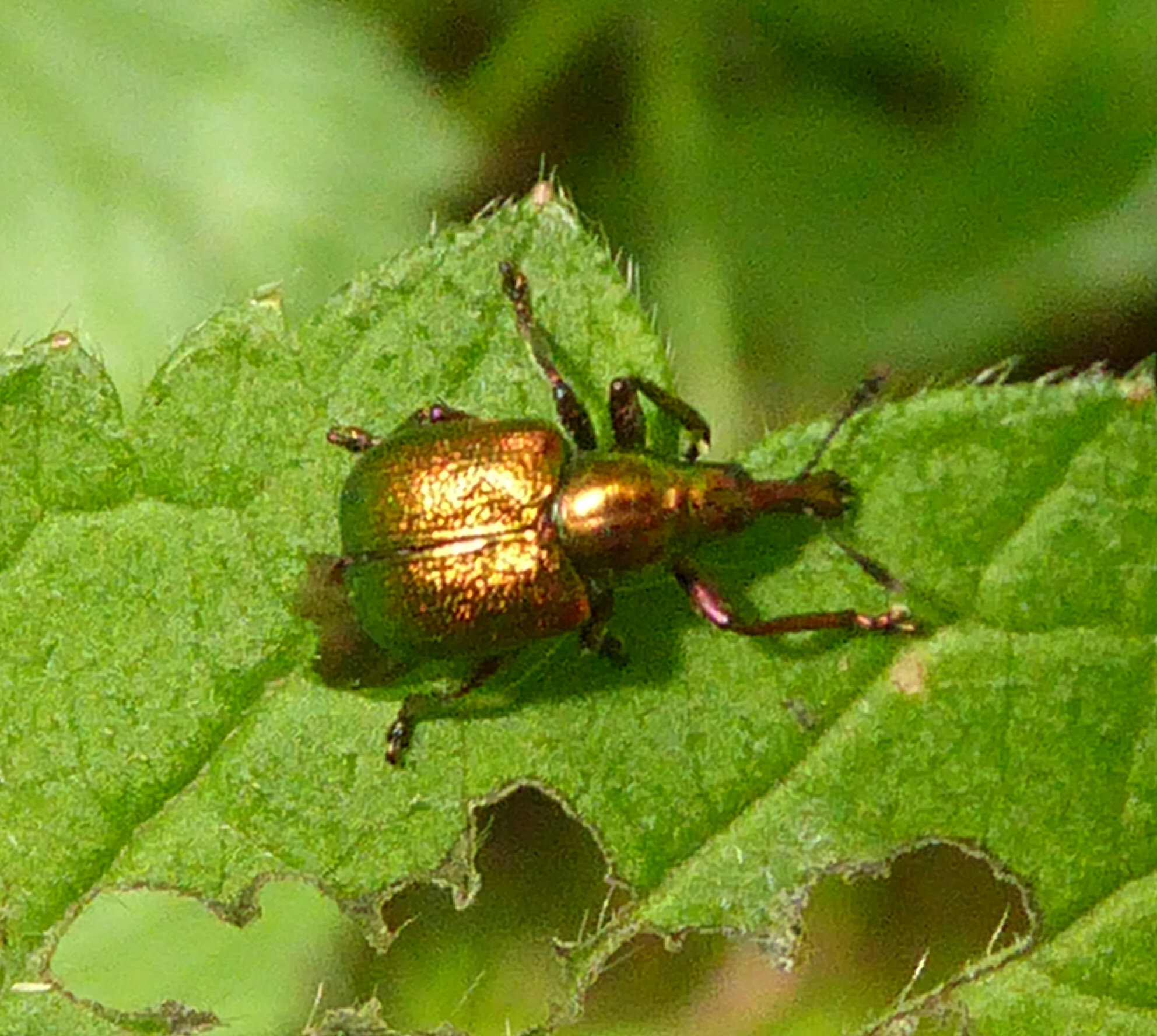 onbekende snuitkever