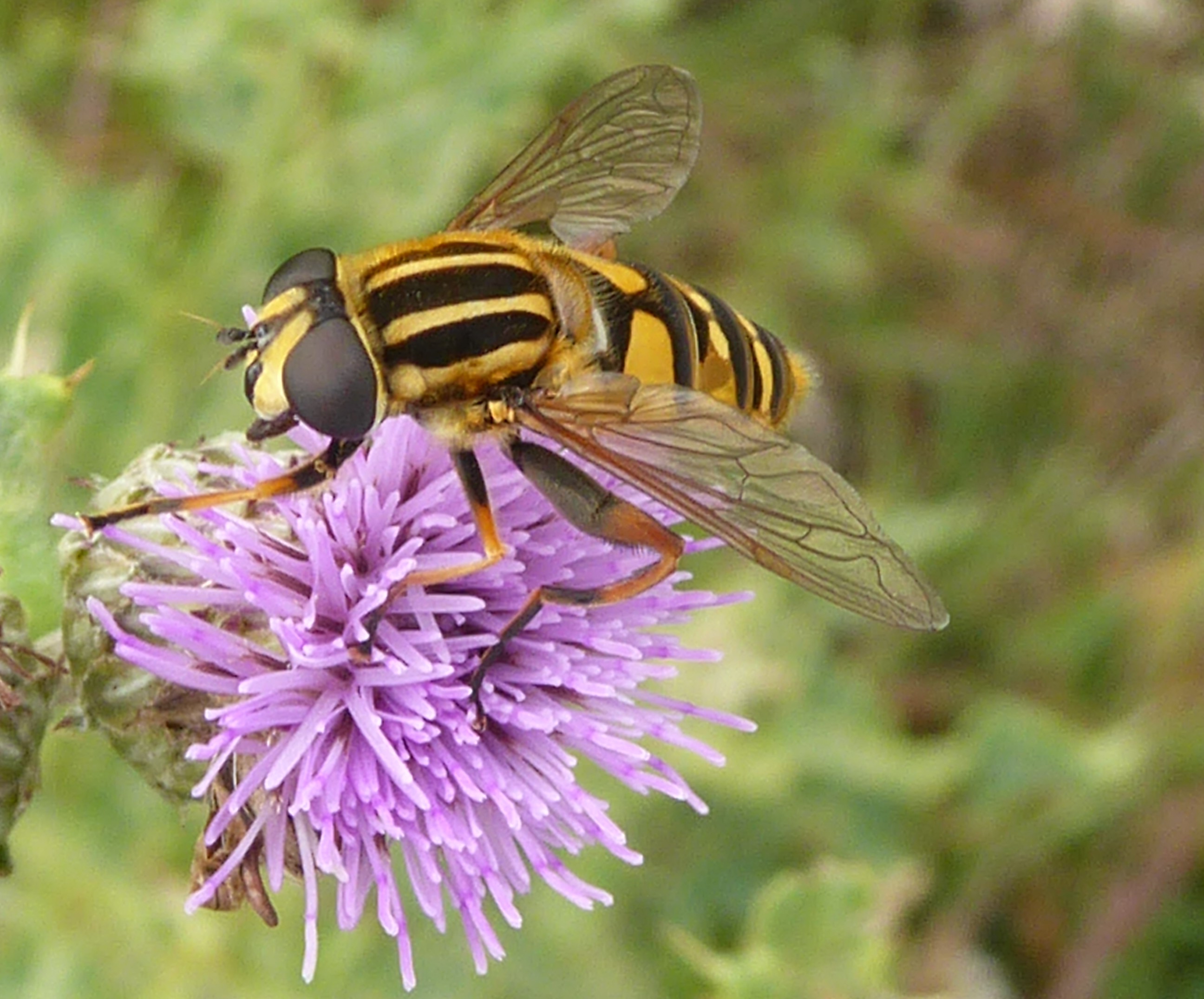 gewone pendelvlieg ?