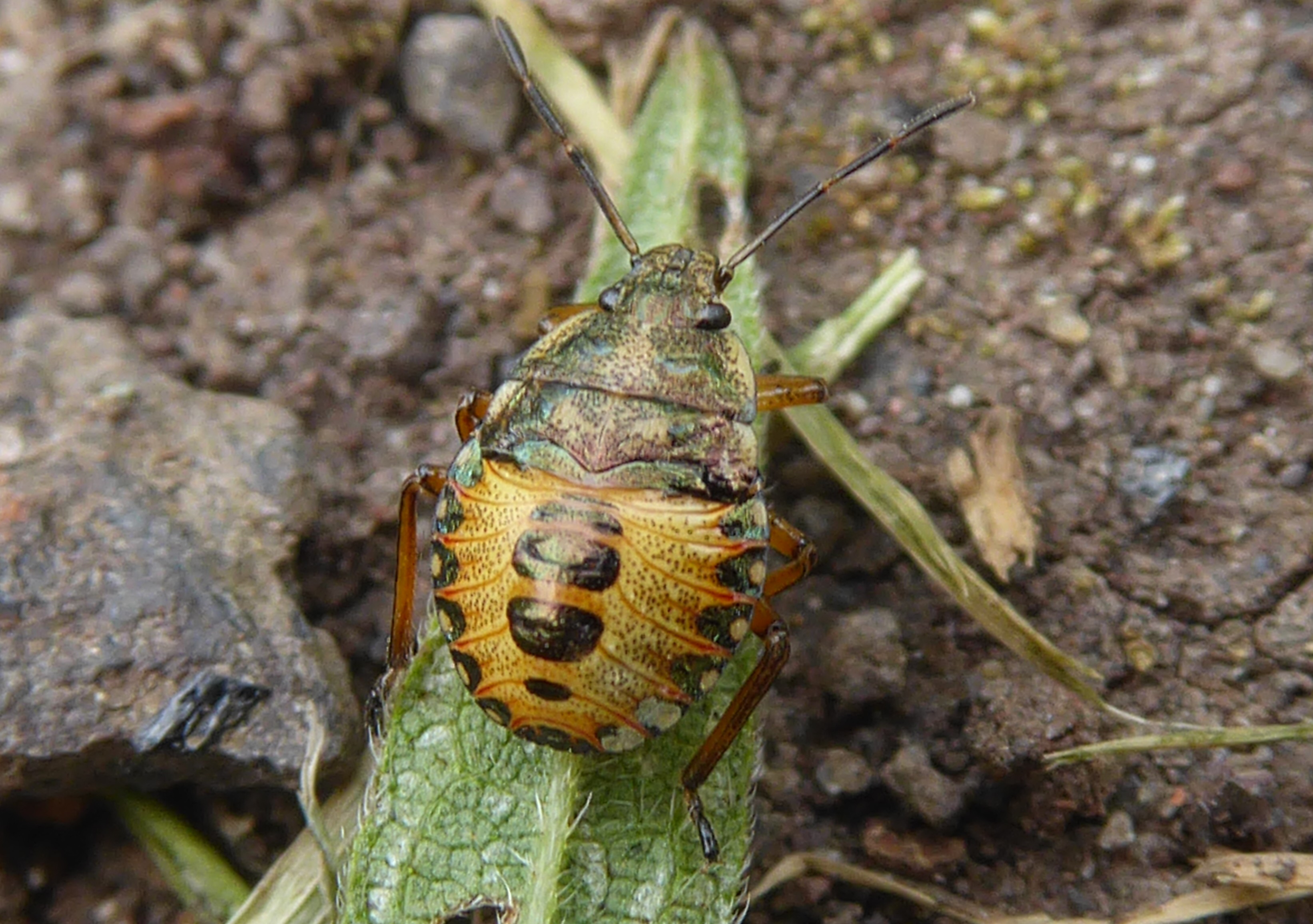 nimf onbekende schild(?)wants?