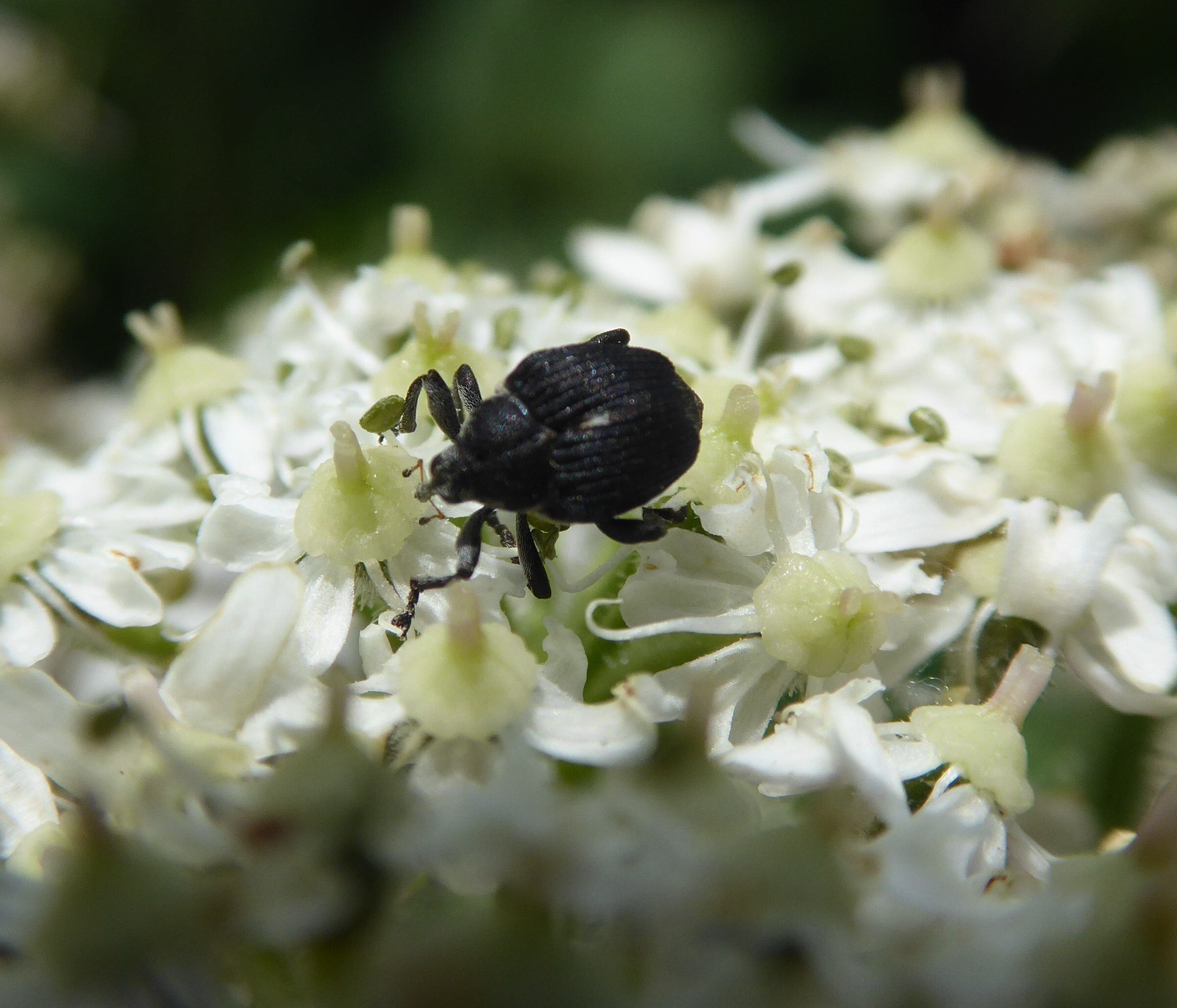 snuittor (?) onbekend