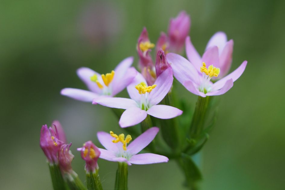 Welke plant /bloem is dit