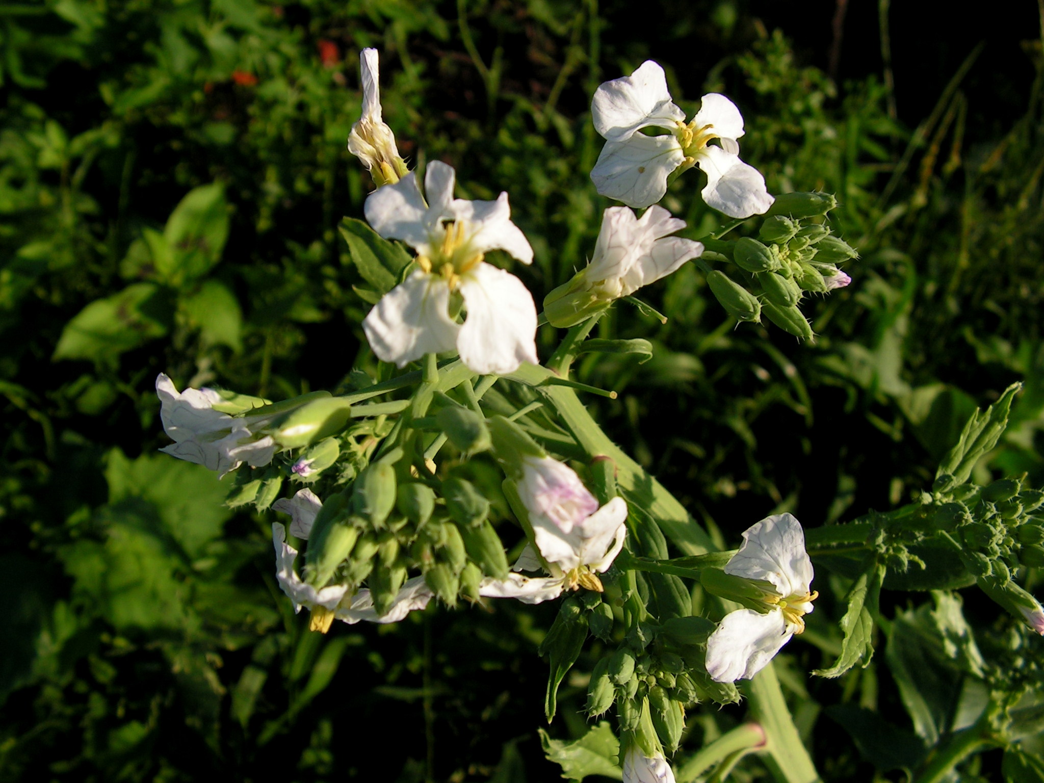 WELKE PLANT IS DIT ?