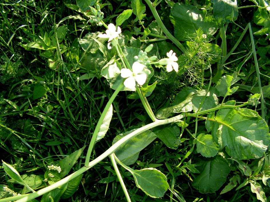 WELKE PLANT IS DIT ?