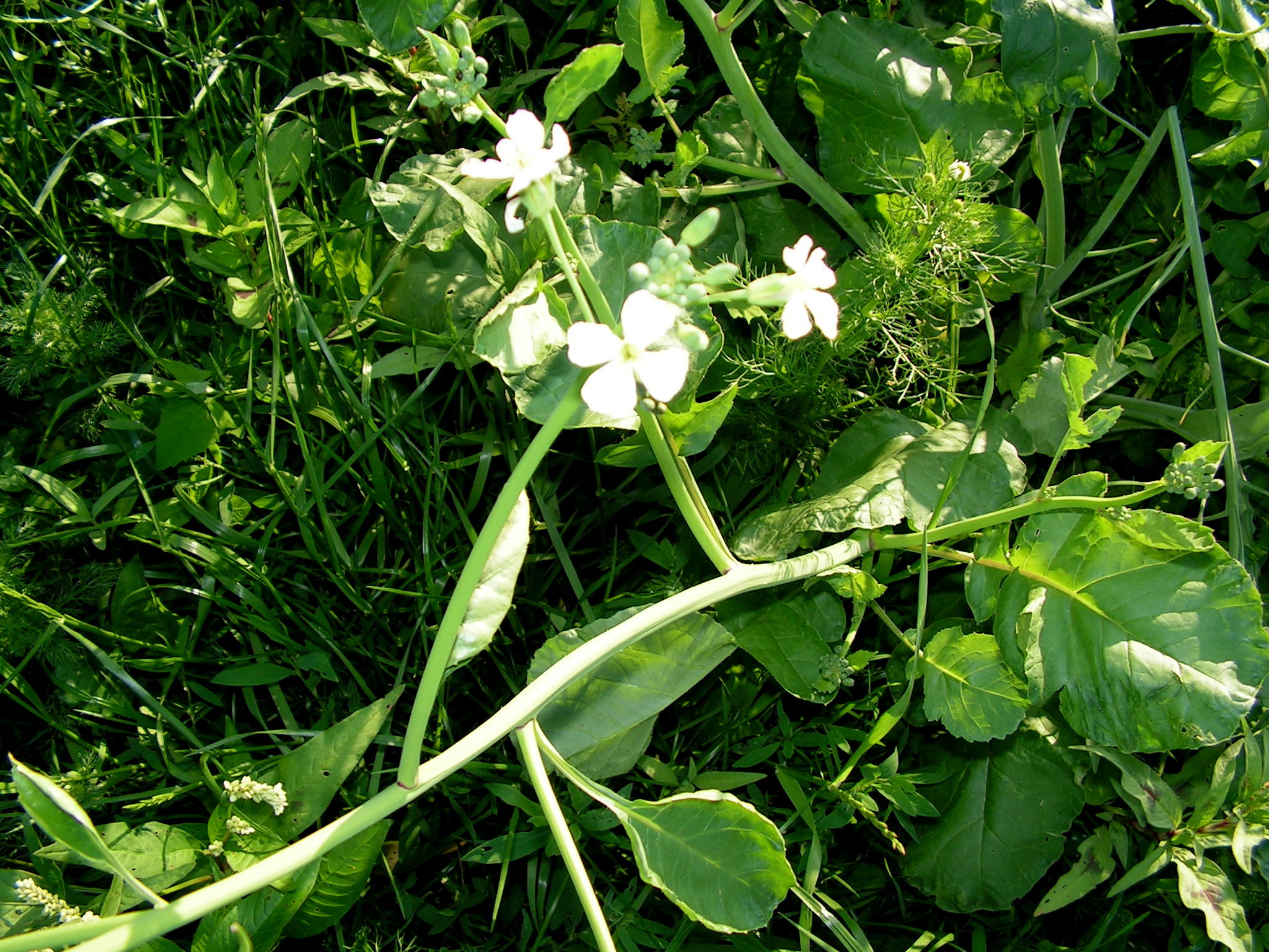 WELKE PLANT IS DIT ?