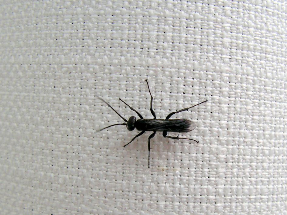 welk insect is dit ?