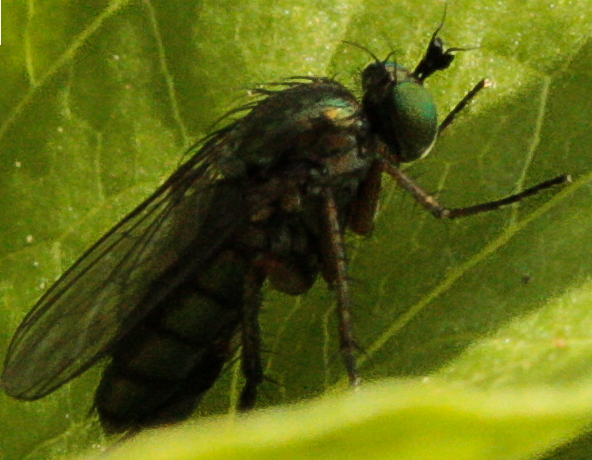 Slankpootvlieg (dolichopus ...?)