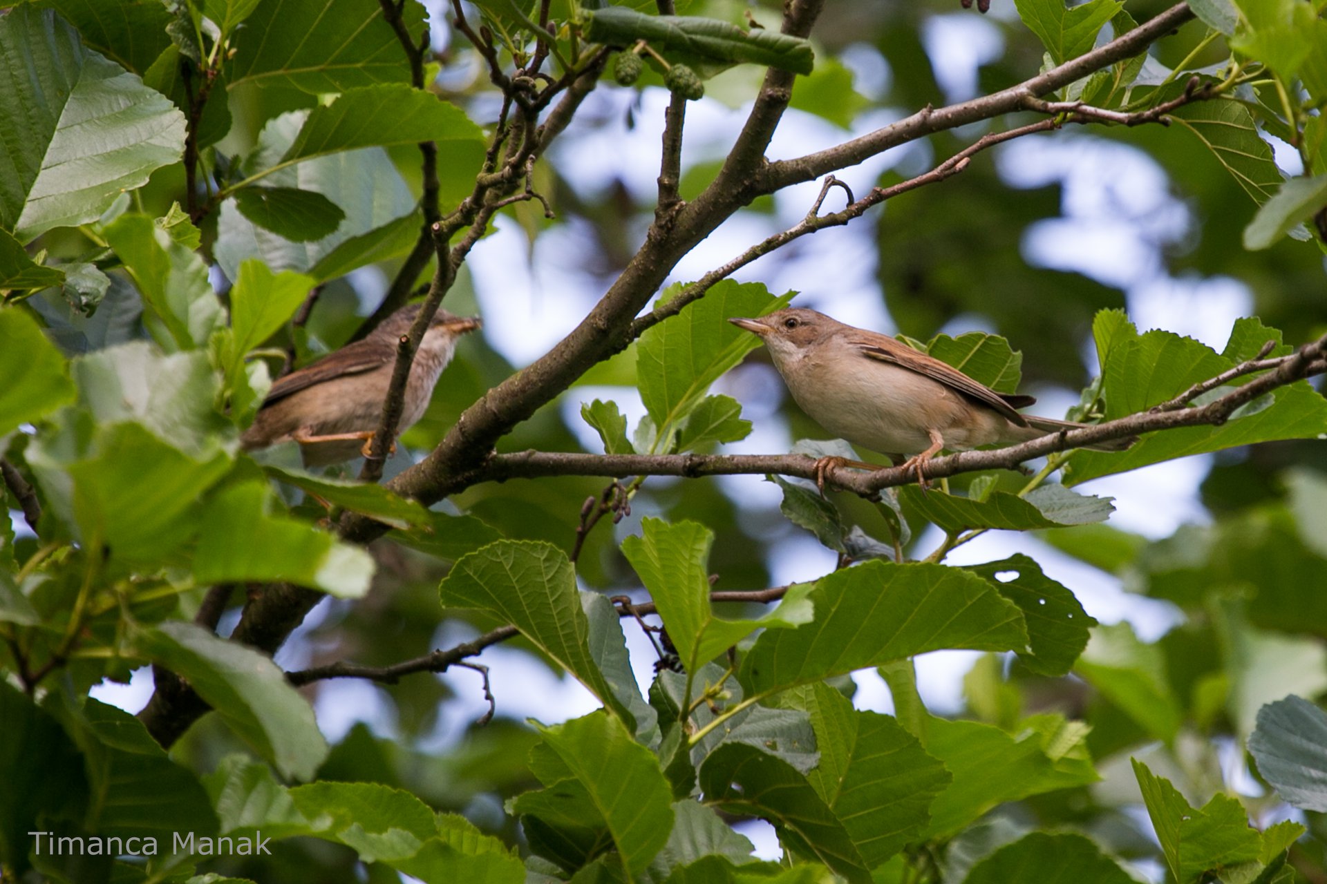 twee vogels in de bomen