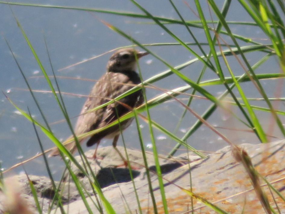 Dit is niet zo gepiept!