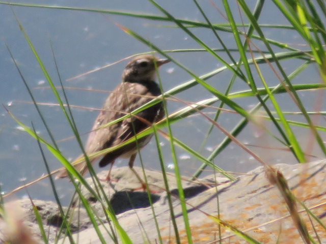 Dit is niet zo gepiept!