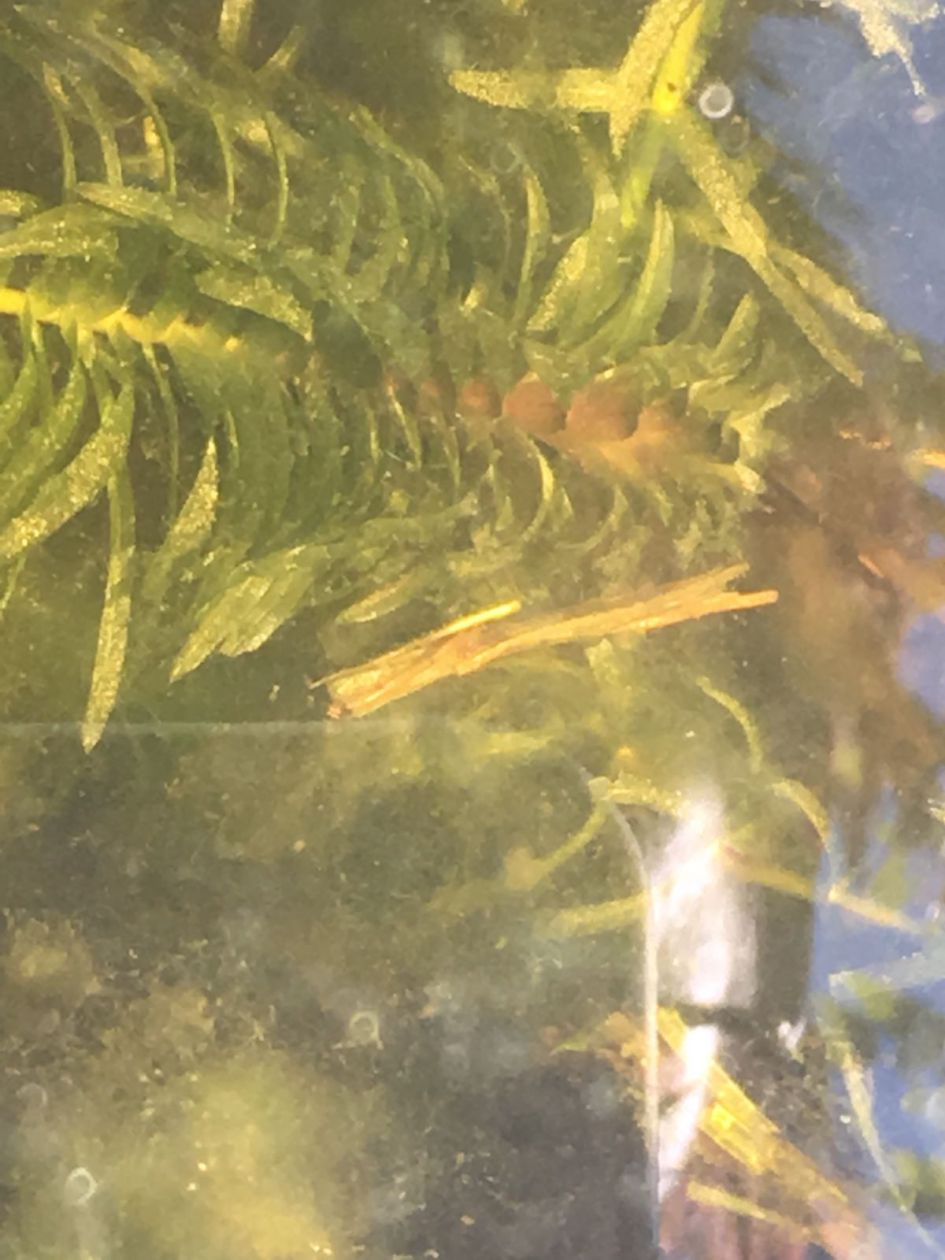 Welk insect is of word dit?