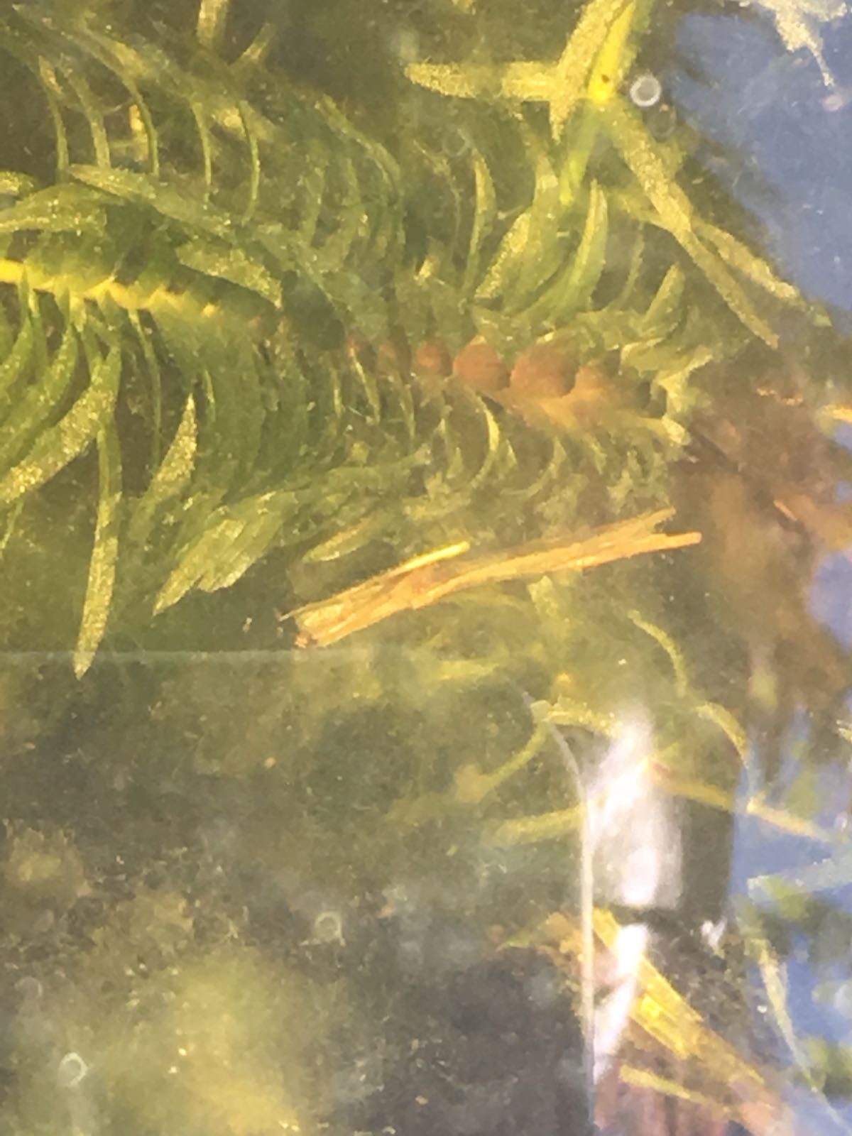 Welk insect is of word dit?