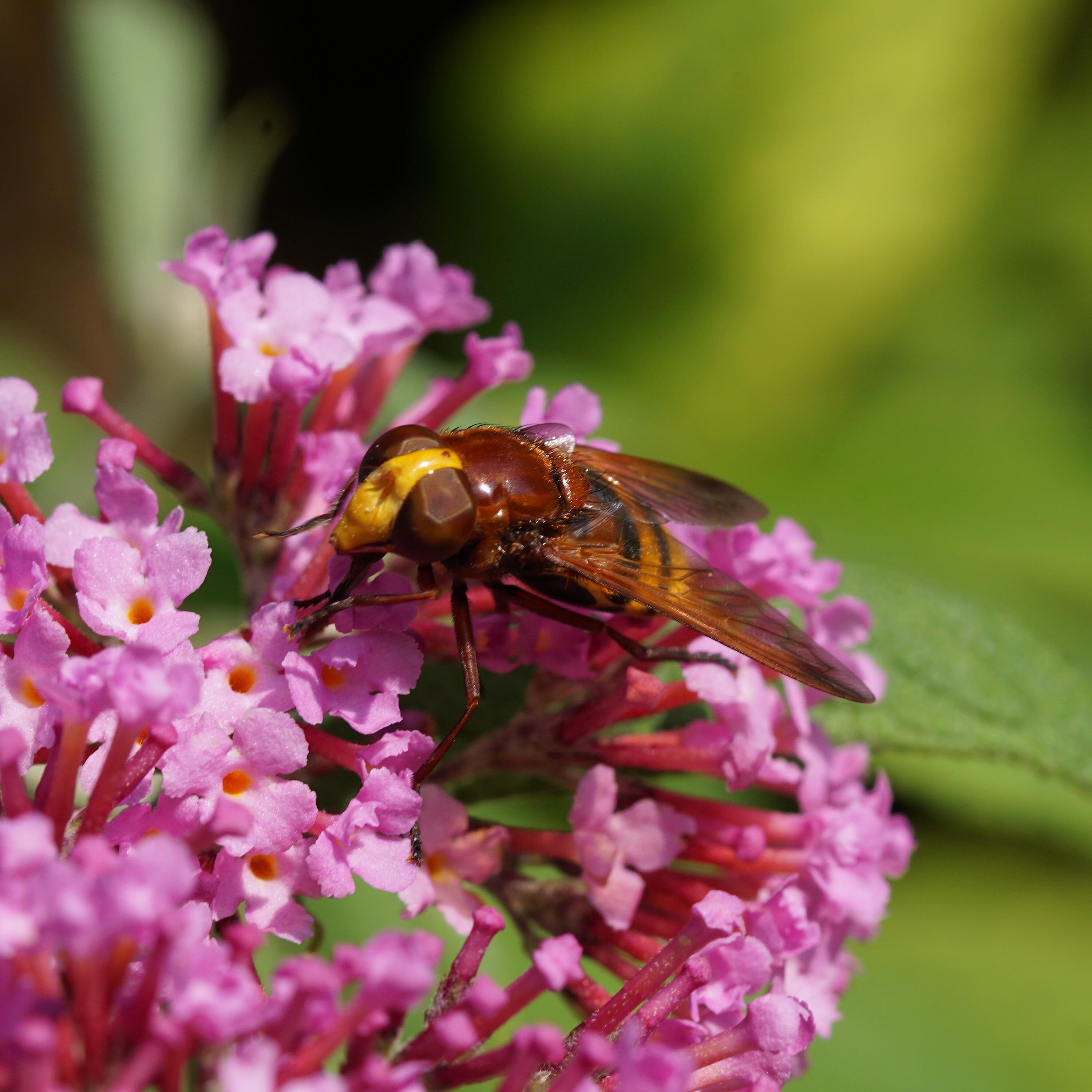 Wat voor insect is dit?