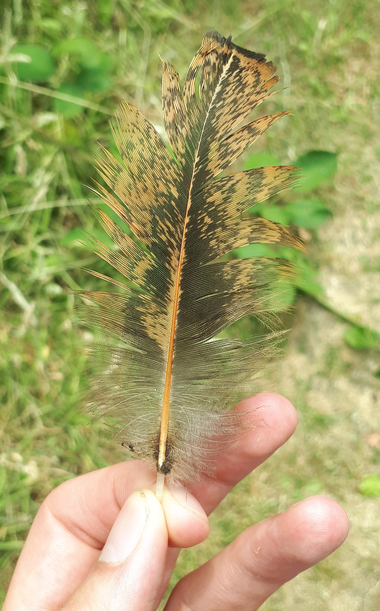 Veer van (roof)vogel