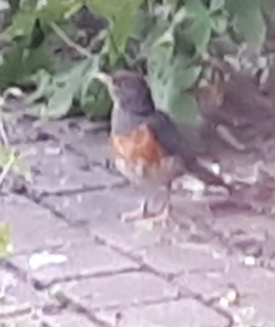 Welke vogel is dit?