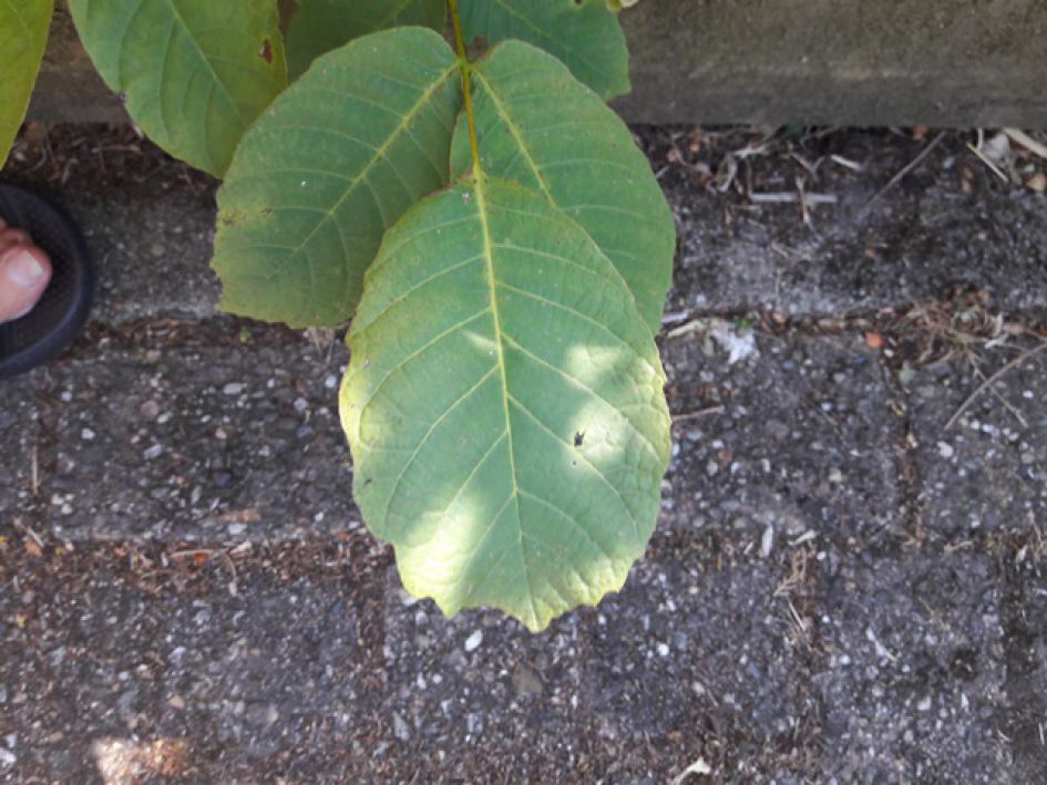 nieuw  boompje in de maak?