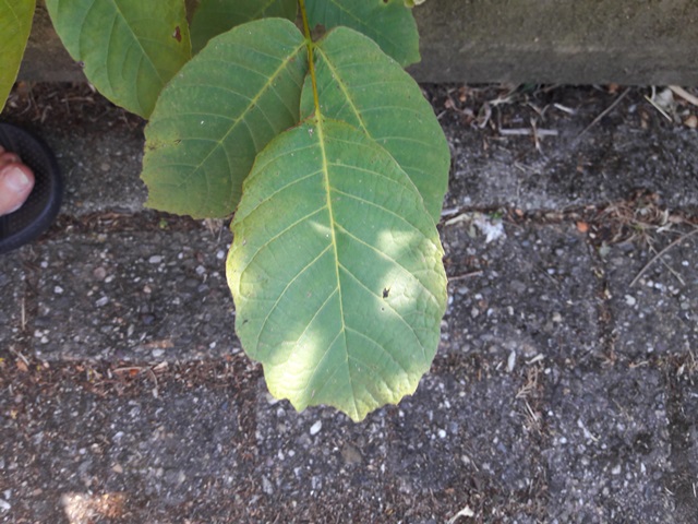 nieuw  boompje in de maak?