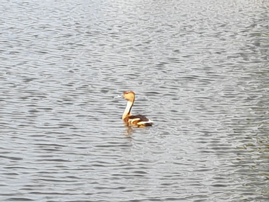 een mij onbekende watervogel