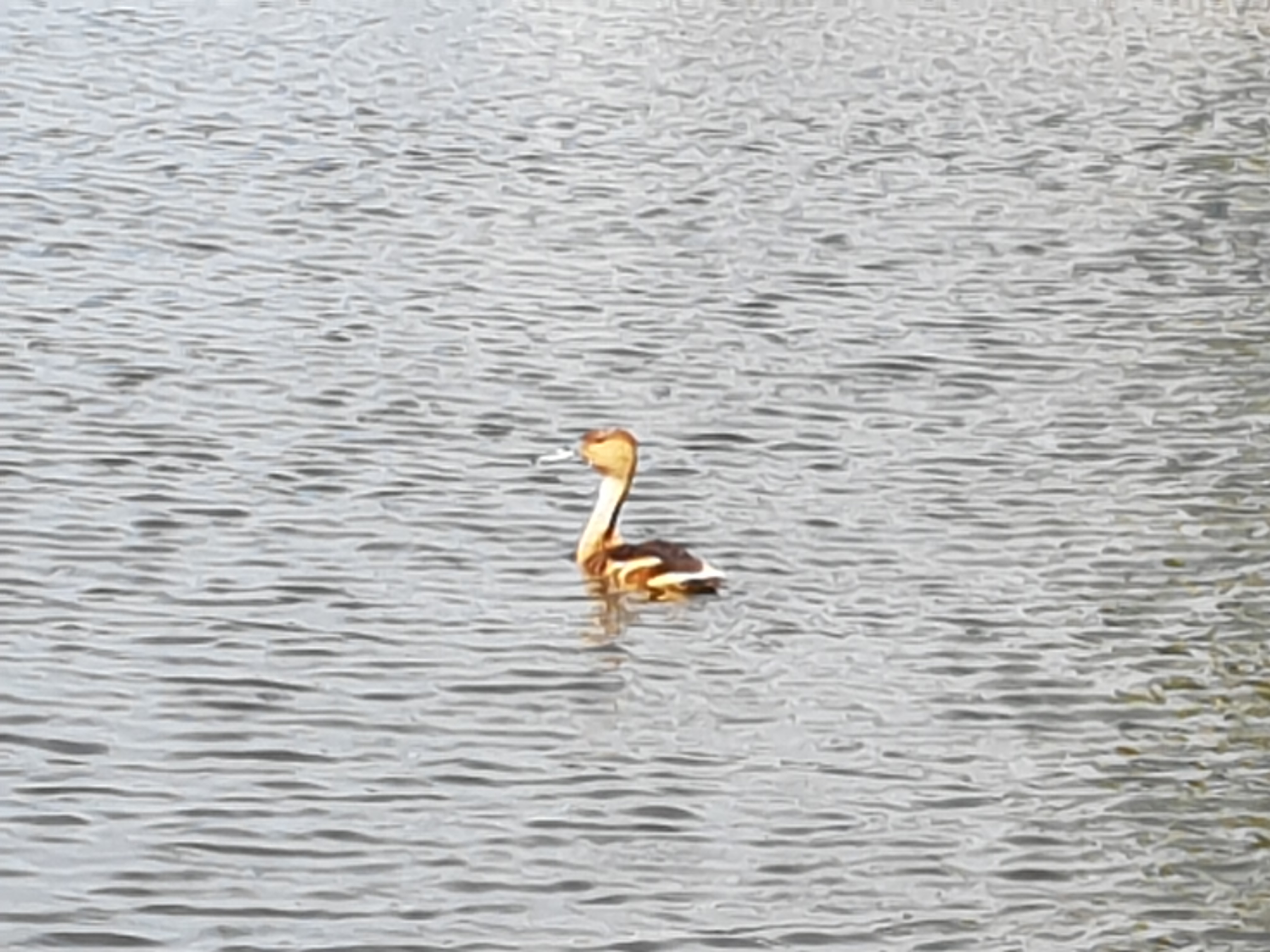 een mij onbekende watervogel