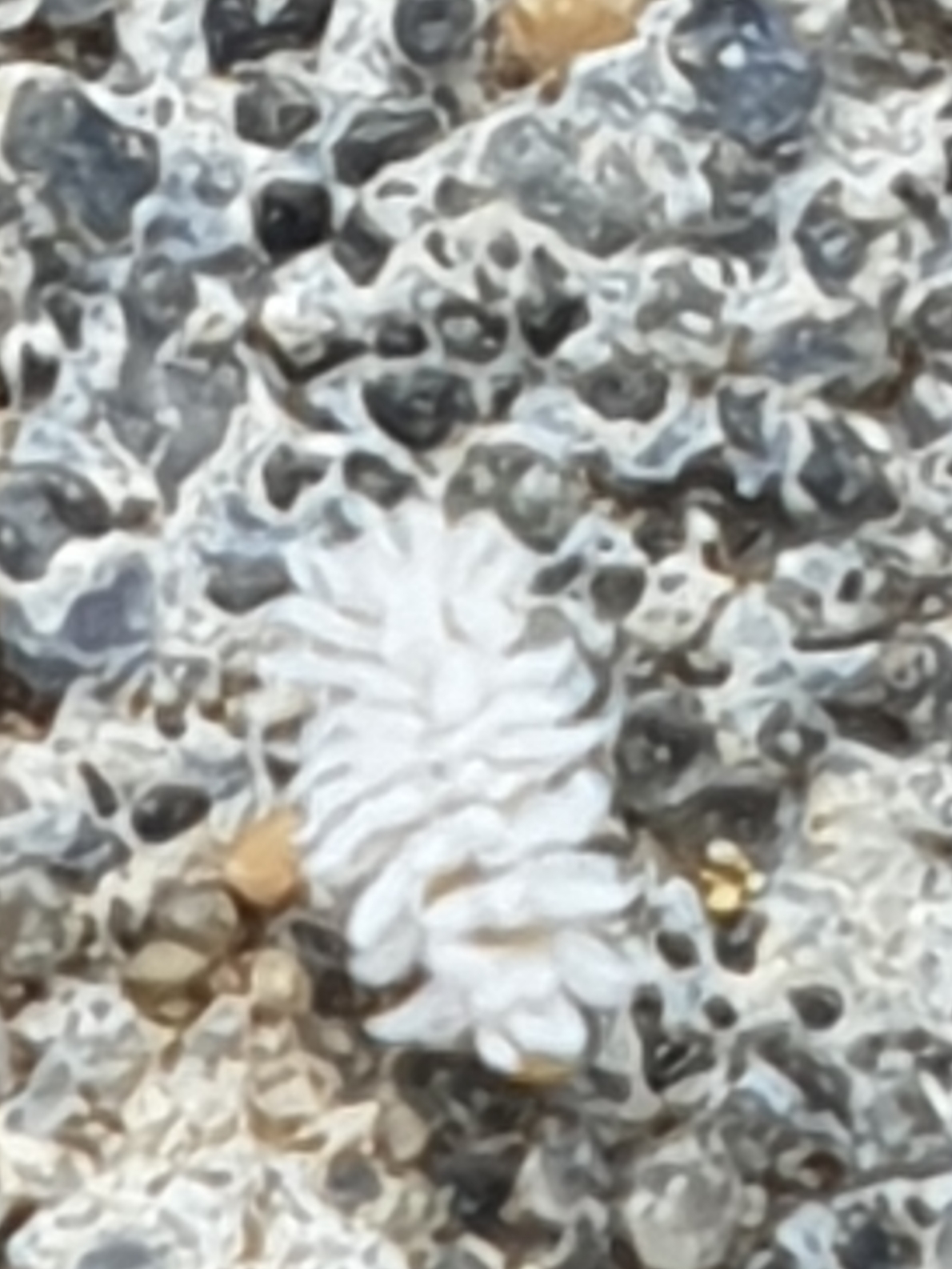 Wat is dit voor vreemd mini insect?