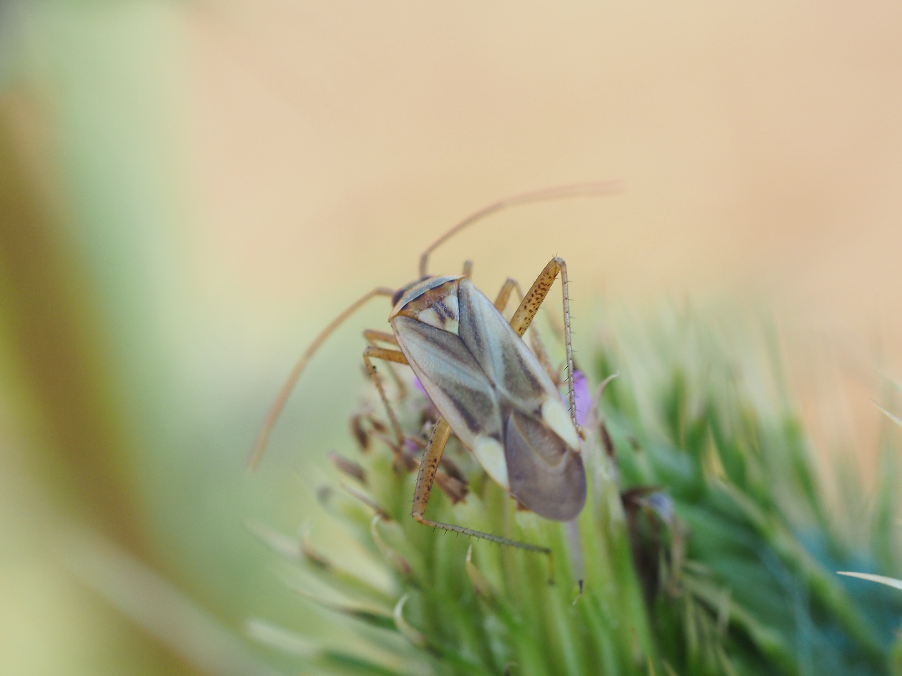Welke soort wants kan dit zijn?