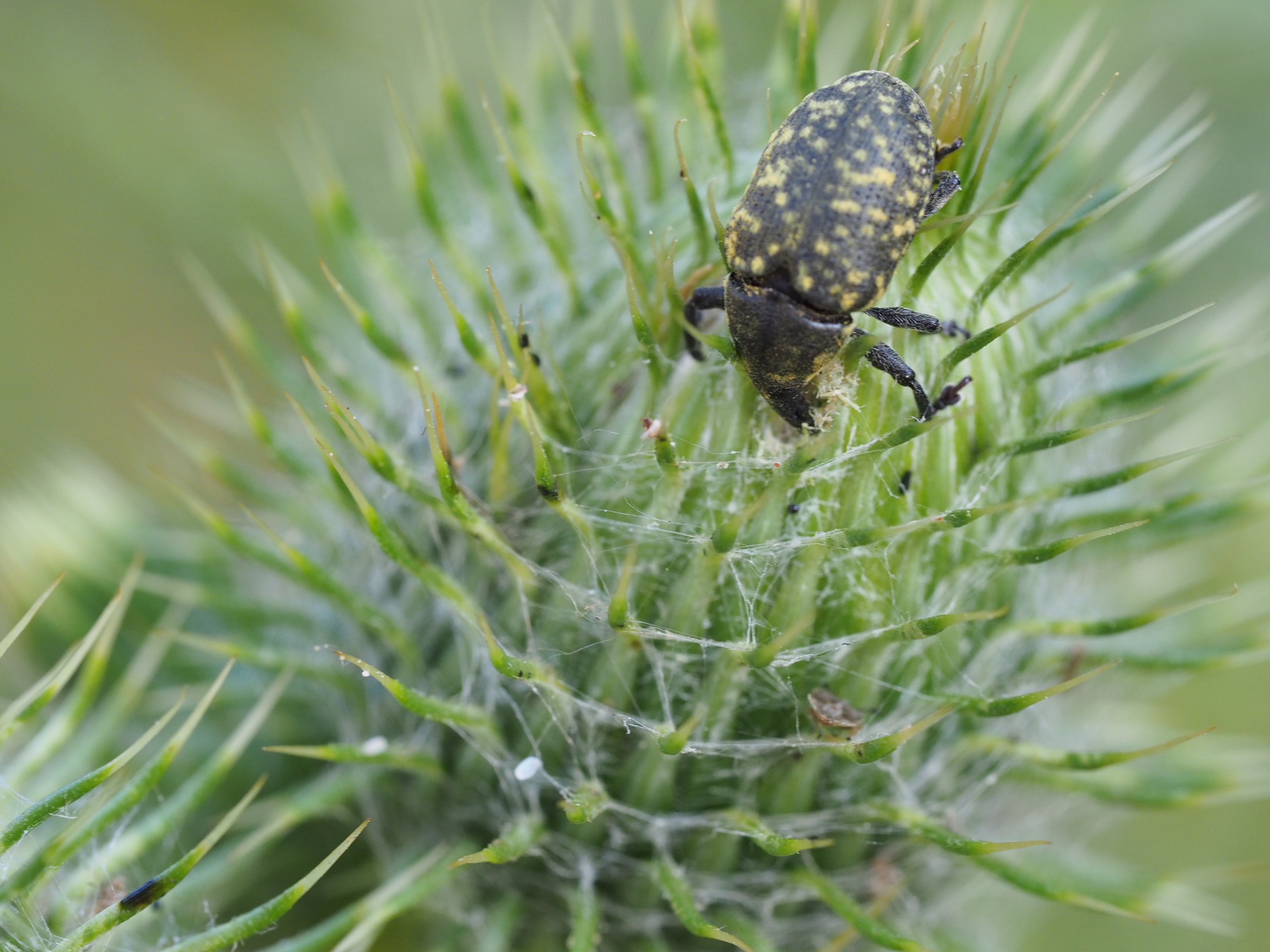 Beestje op de distels