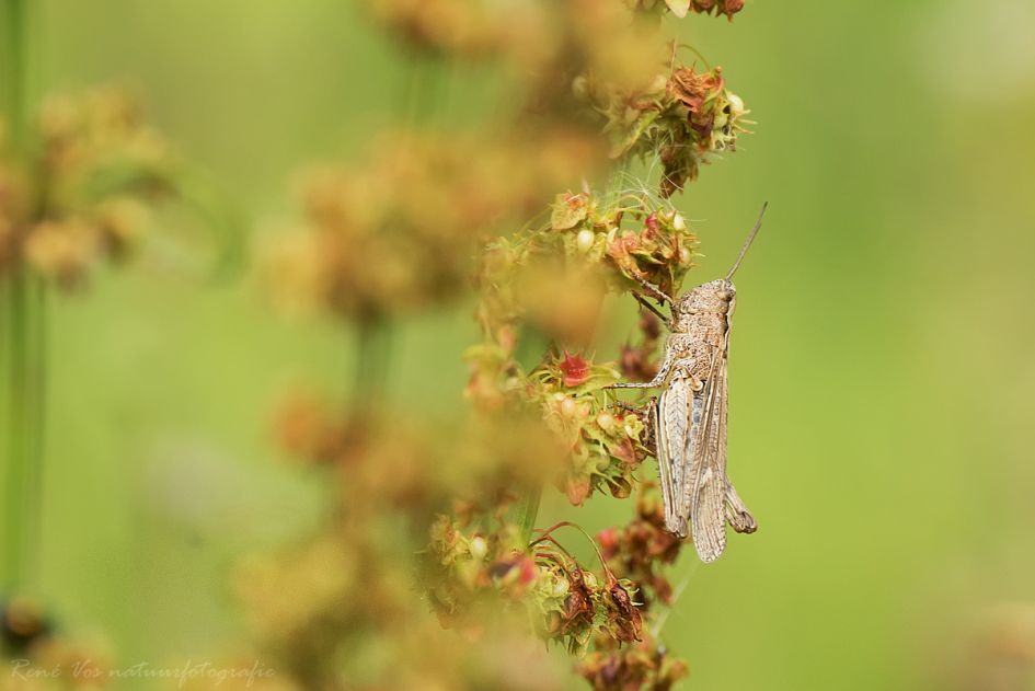 Welke sprinkhaan/krekel