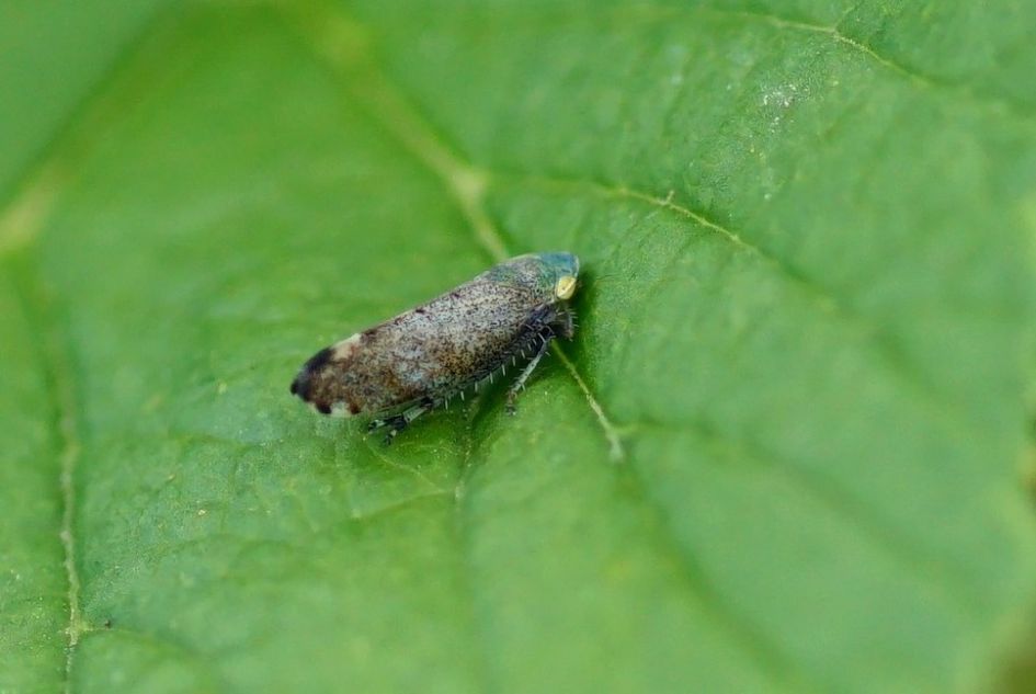 welke cicadesoort is dit