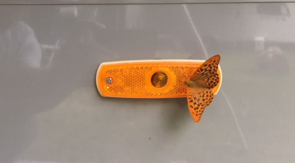 Welke vlinder is dit?