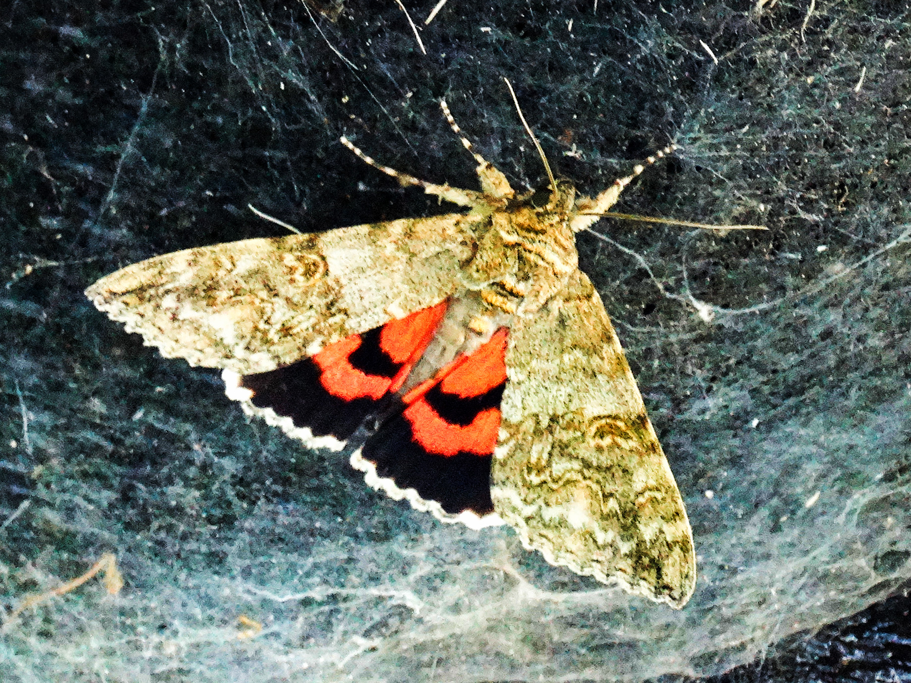 dagactieve nachtvlinder?