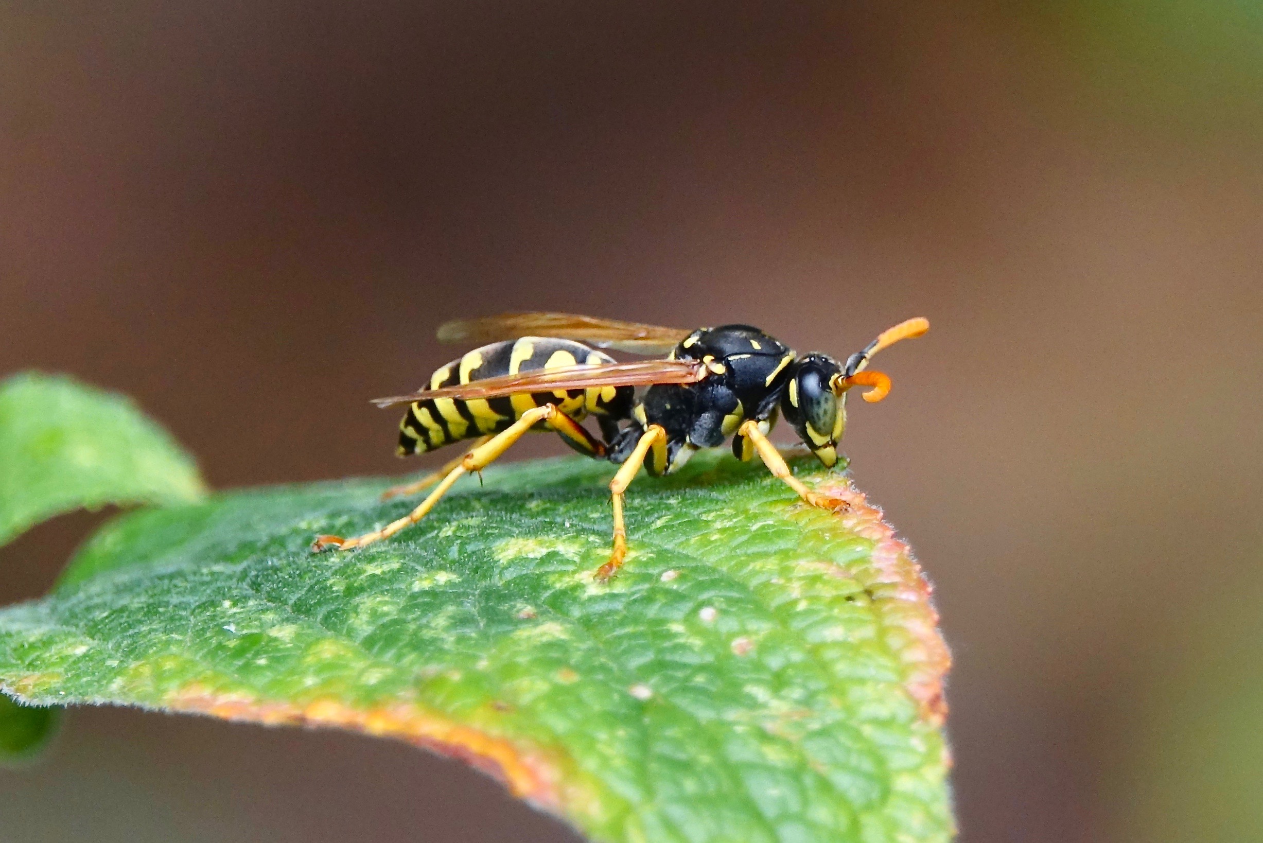 Vanmiddag in de tuin