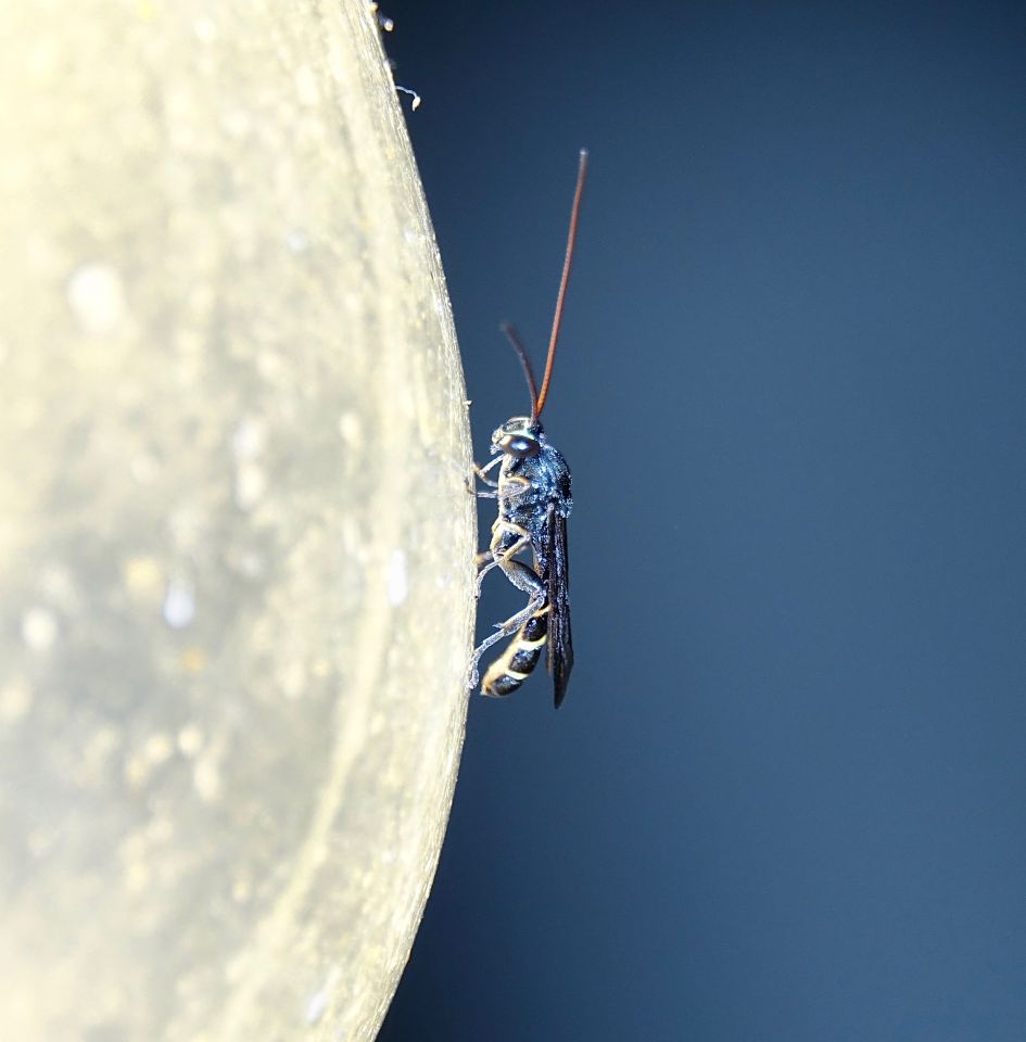 Nachtelijke bezoeker