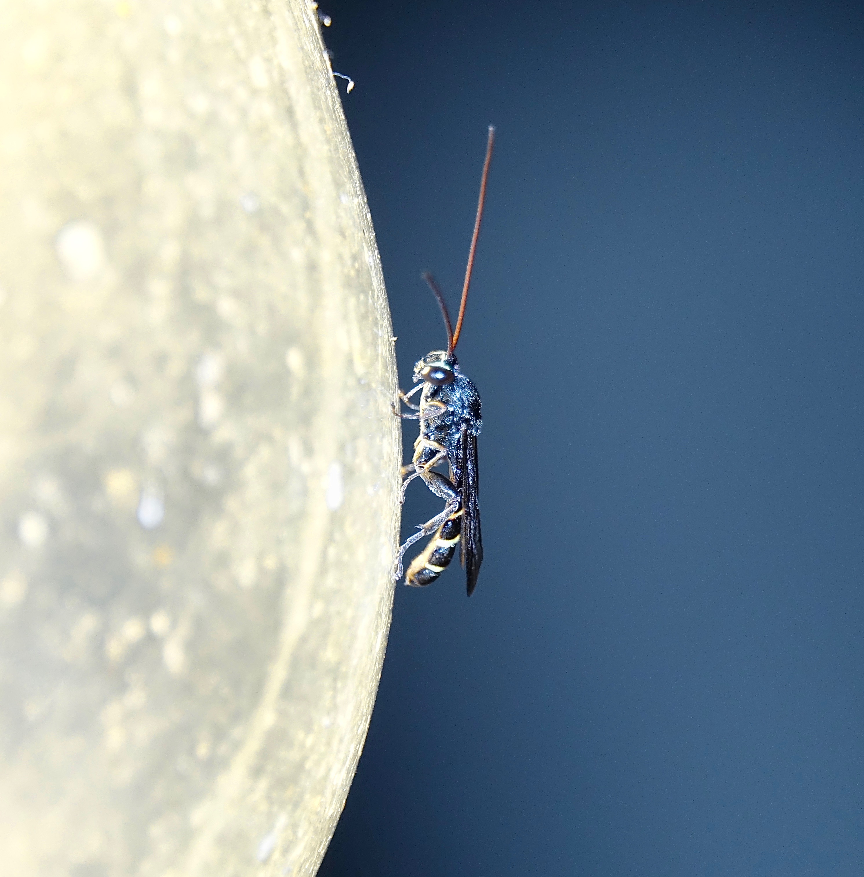 Nachtelijke bezoeker