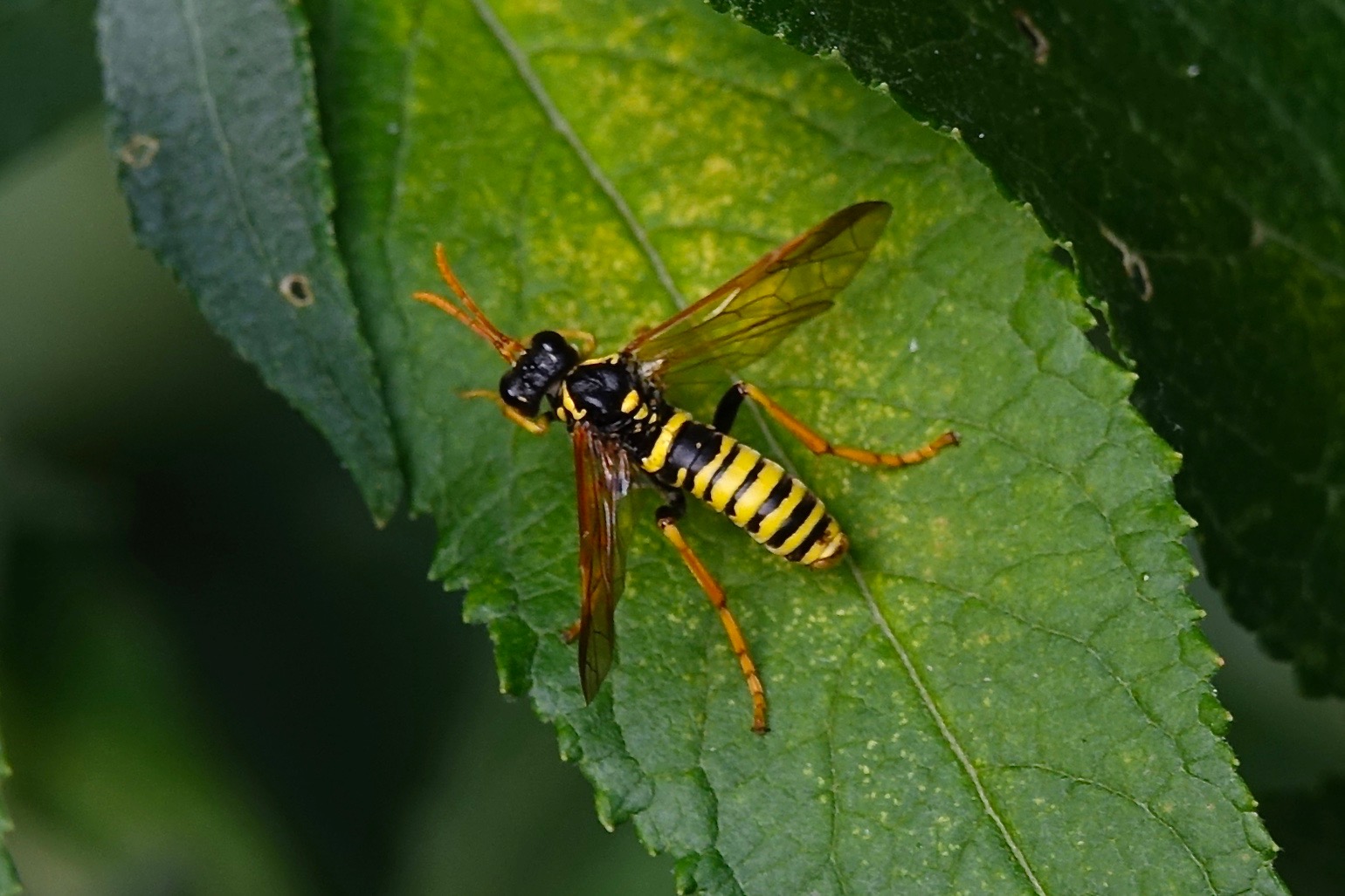 Welke bladwesp kan dit zijn?