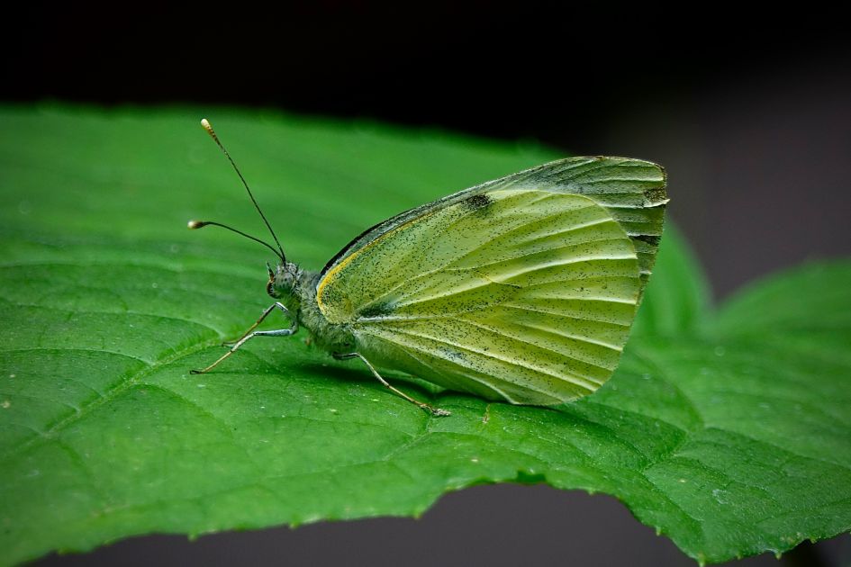 Welk witje kan dit zijn?
