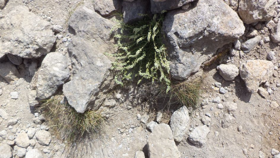 Welk plantje is dit? Zelfde als mijn vorige vraag.