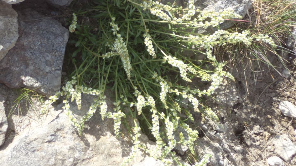 Welk plantje is dit?