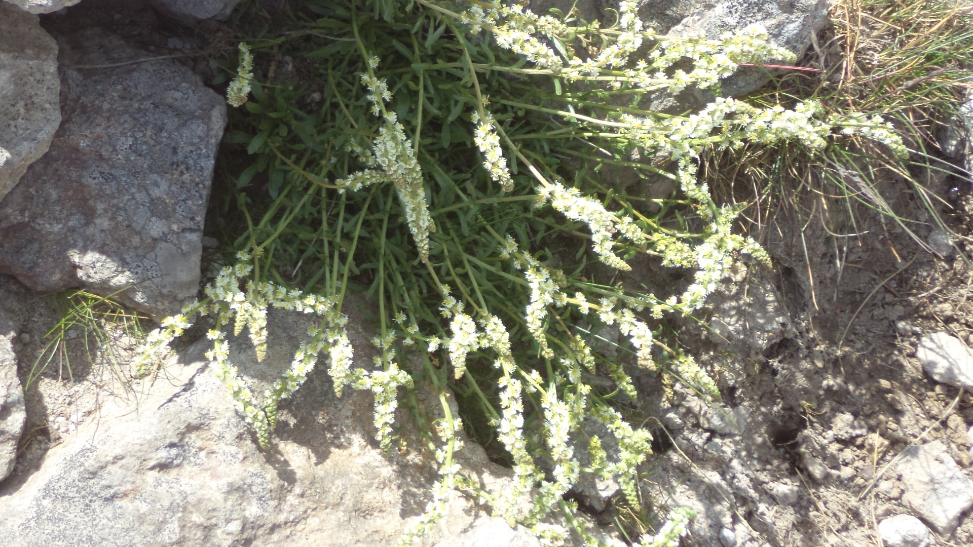 Welk plantje is dit?