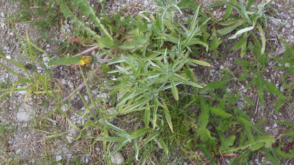 Welk plantje is dit?