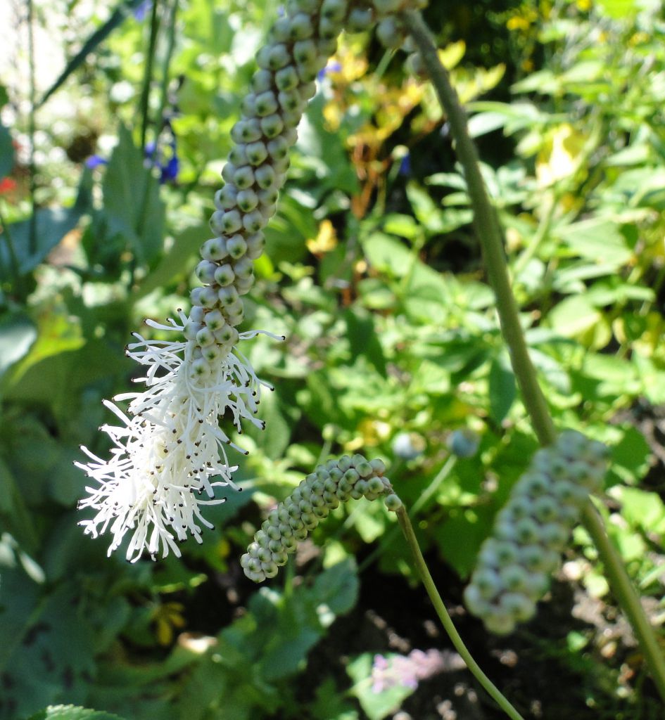 Hoe heet deze plant?