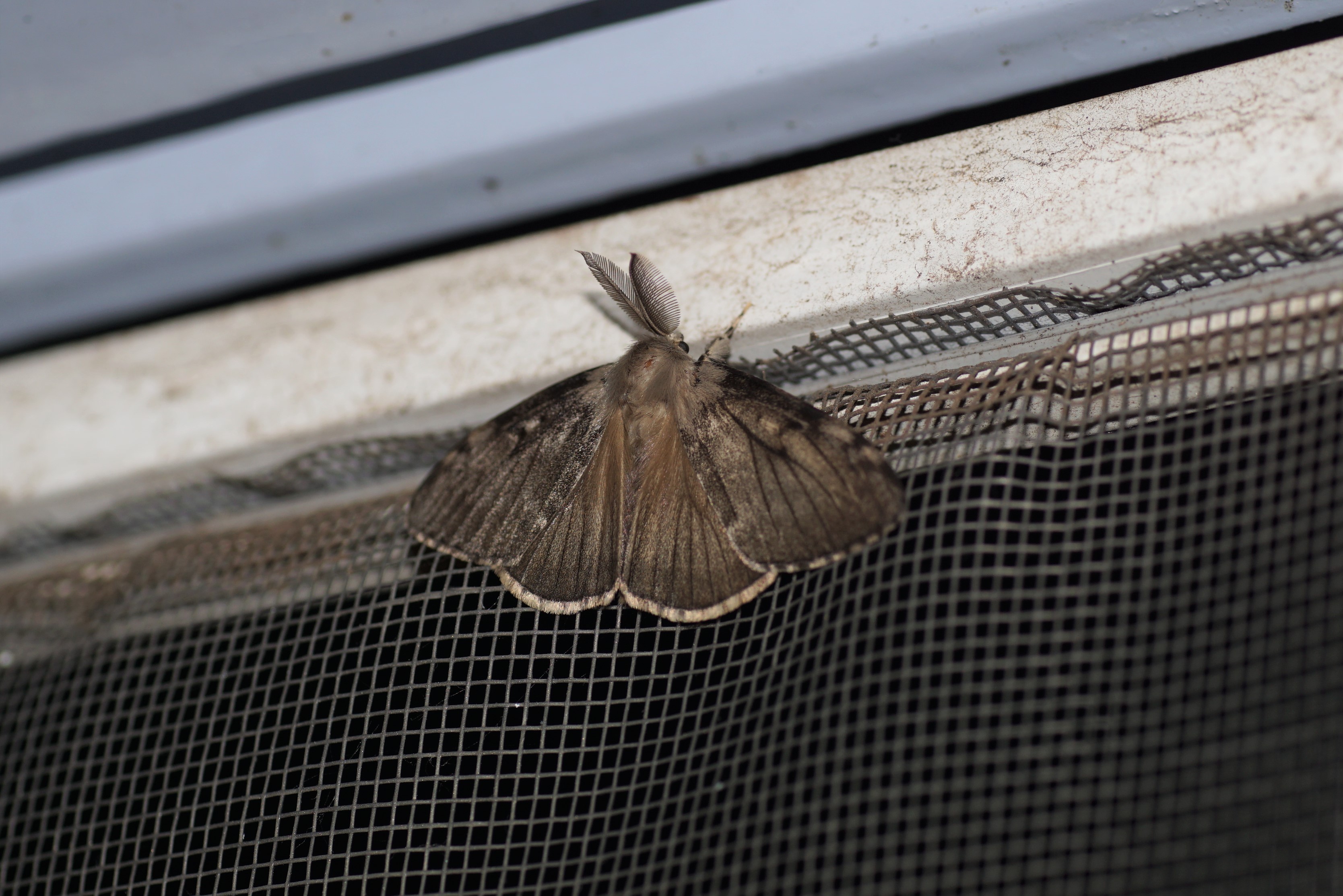 welke nachtvlinder is dit