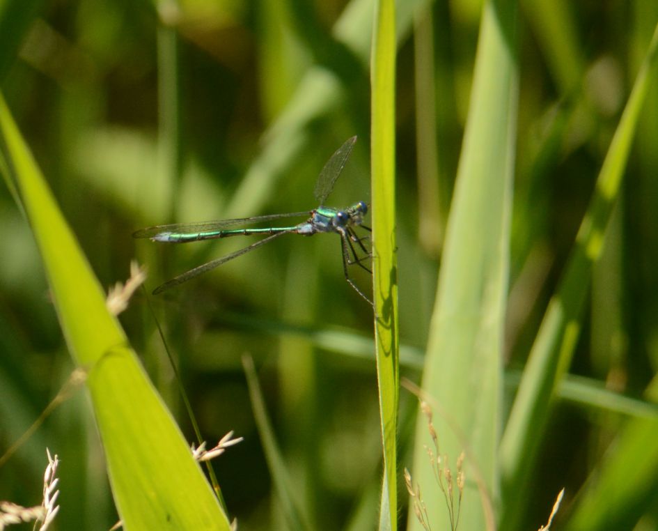 Welke juffer is dit?