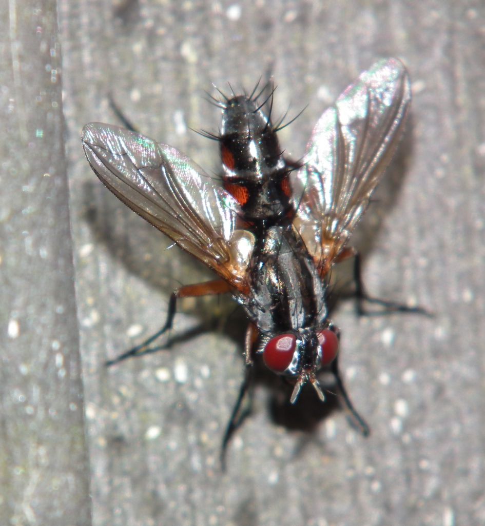 Soort pissebedvlieg?