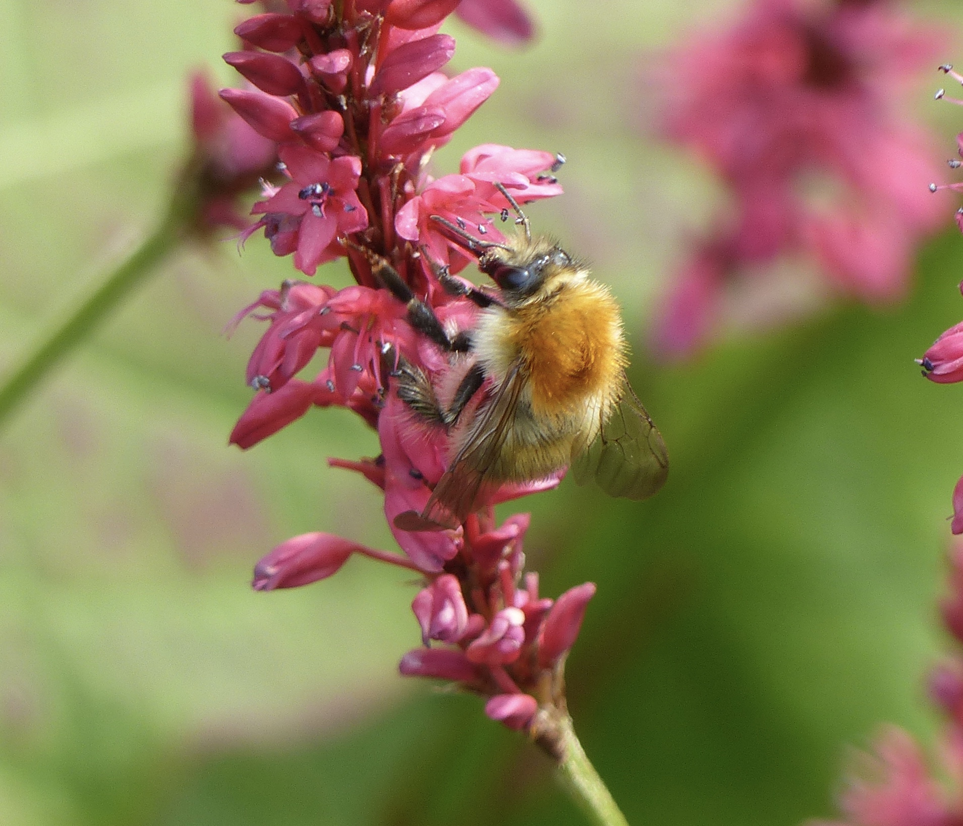 moshommel of akkerhommel