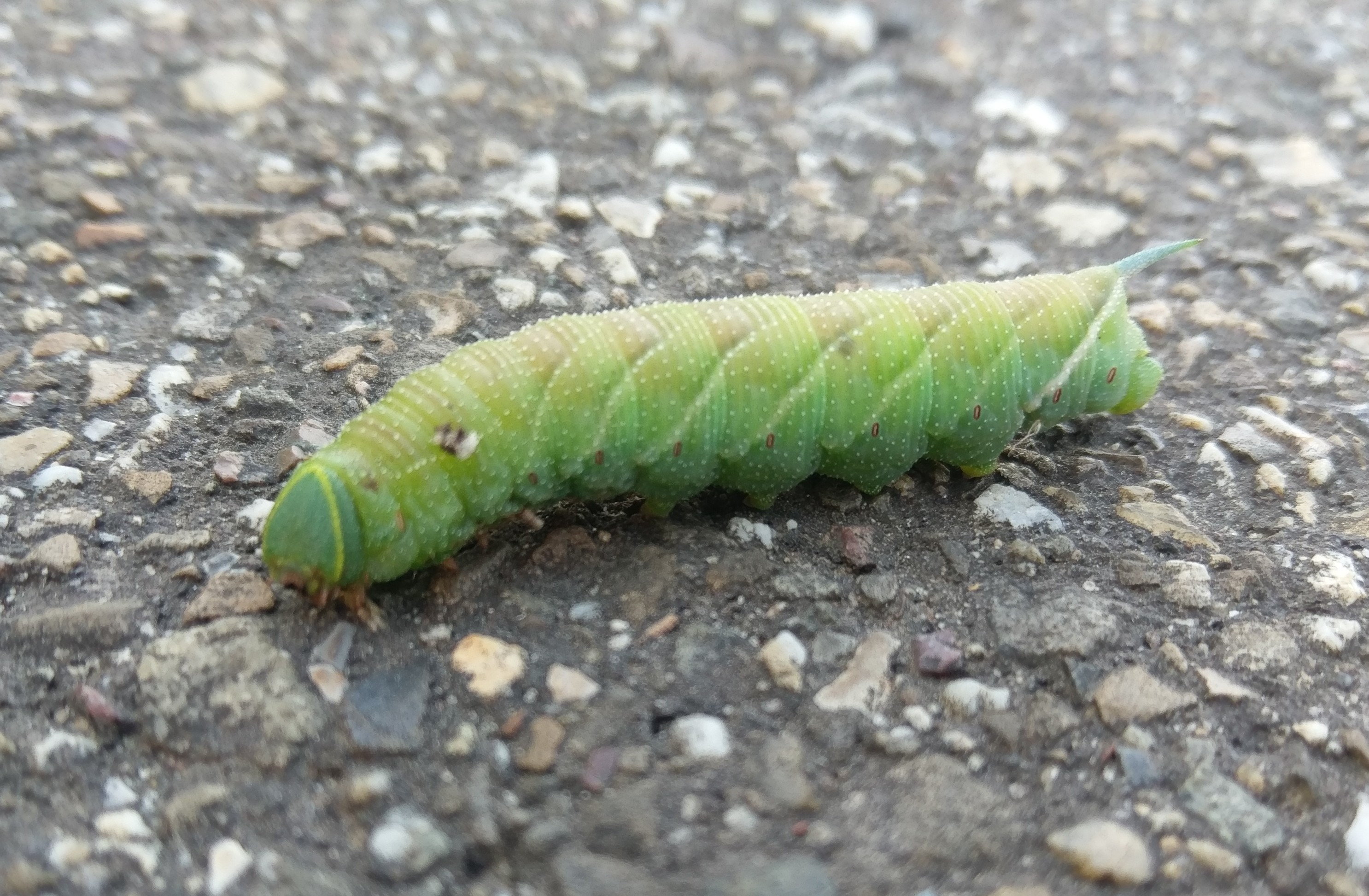 Welke soort pijlstaart is dit?