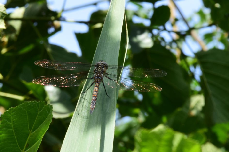 Glazenmaker, of niet? Zo ja, welke?