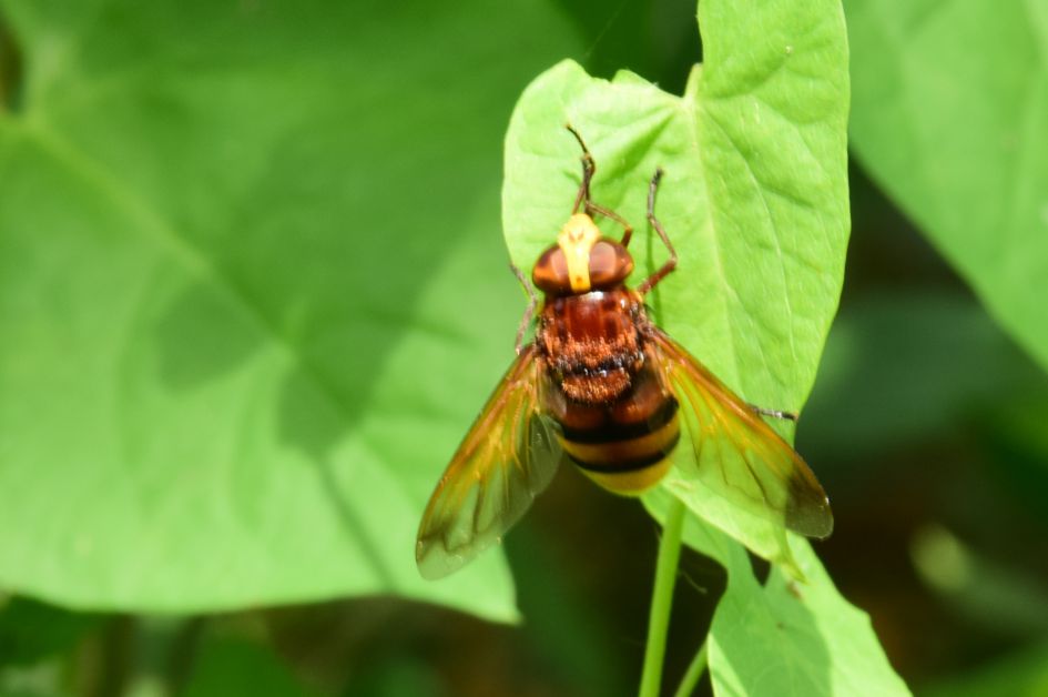 Toch geen Hoornaar, maar wat wel?