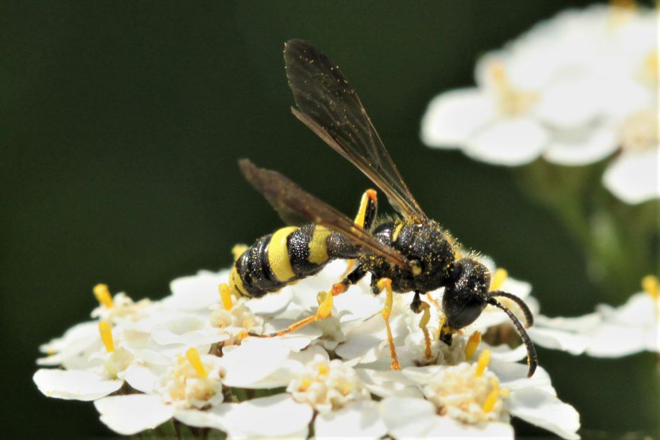 Welke naam heeft dit insect?