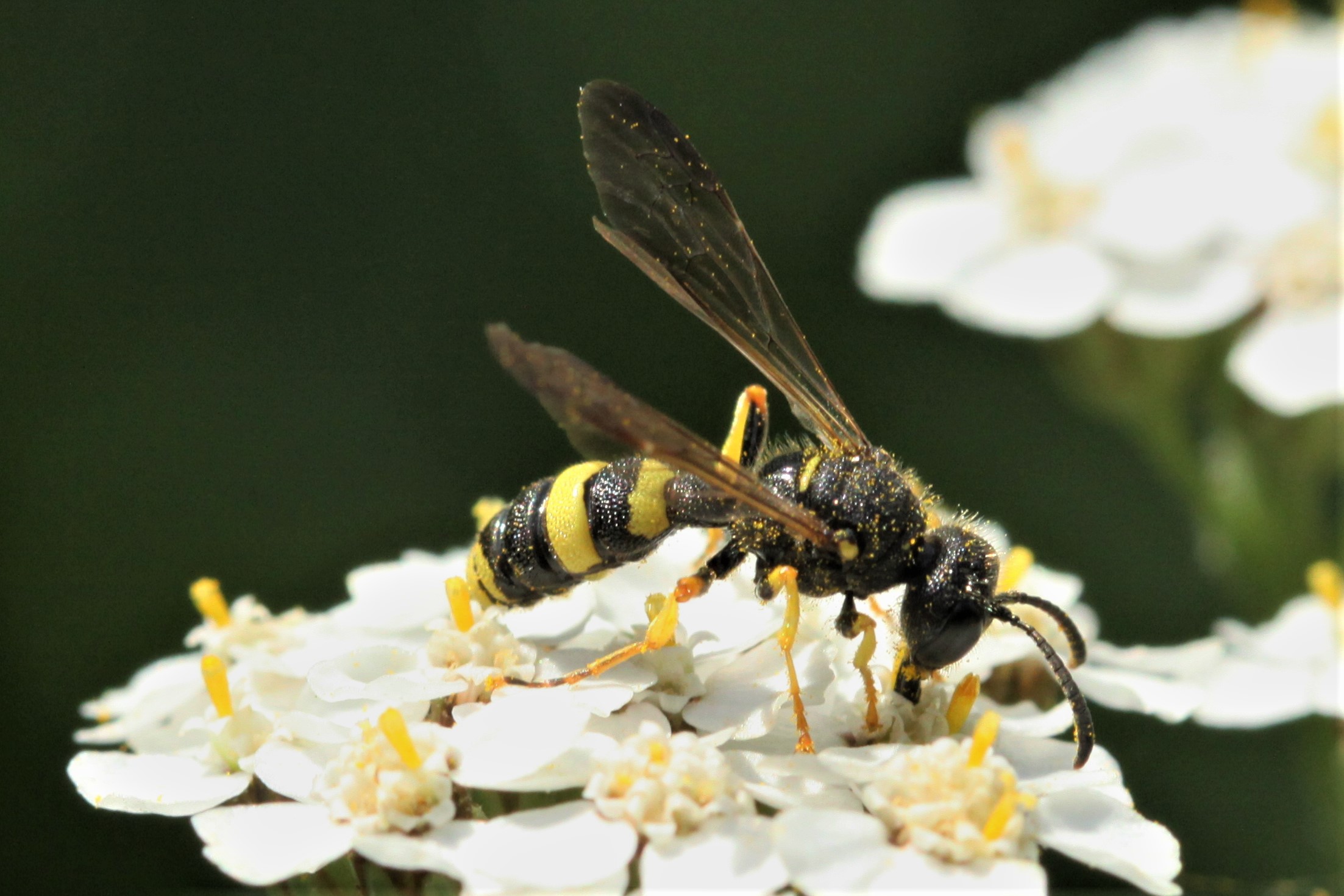 Welke naam heeft dit insect?